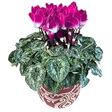 花のギフト社 シクラメン ギフト プレゼント 花 鉢植え 鉢花 誕生日 5号鉢 インディアカパープル