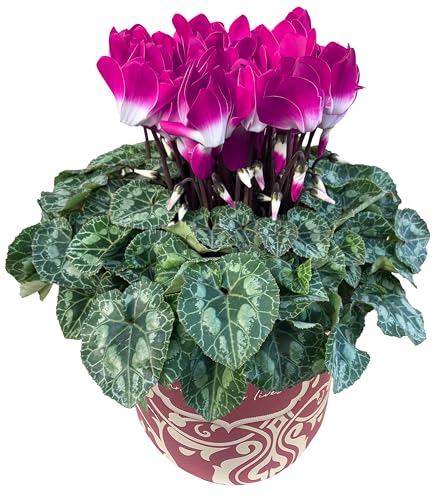 Ԃ̃Mtg VN Mtg v[g  A  a 5 CfBAJp[v