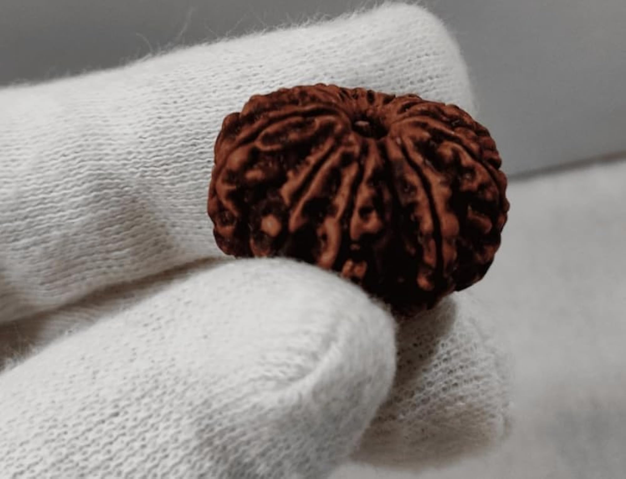 Pure 11 Mukhi Rudraksha Bead