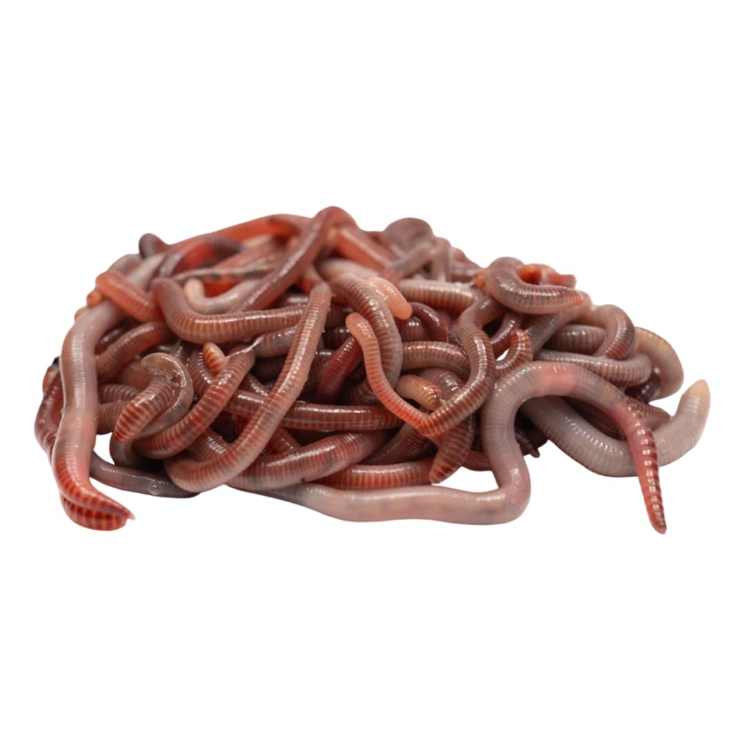 Kompostwurm-Mix 500 gram ≈ 500 STK. eingebettet in Kompost für 100% sicheres Versand | Mit 3 Arten lebenden Kompostwürmer | Billiebin