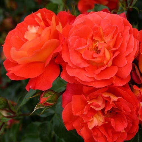 Royal Paradise Garden Rare 1 Healthy Live Plant Kordes Floribunda rose Grimm Brothers