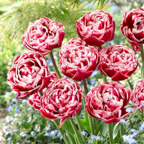 Bulbos de tulipán Doble Pasión Roja-Blanca (20 bulbos) exclusivos tulipanes de Holanda, resistentes al invierno y perennes para jardín, macetas, balcón de Ámsterdam