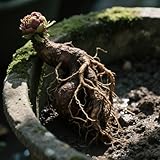 Zoom IMG-1 i bulbi di peonia dal Zoom IMG-1 i bulbi di peonia dal