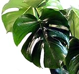 Split Leaf Philodendron - Monstera - 2.5