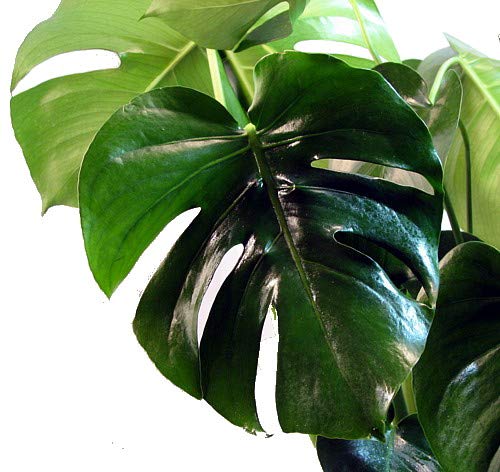 Split Leaf Philodendron - Monstera - 2.5 Split Leaf Philodendron - Monstera - 2.5