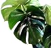 Split Leaf Philodendron 4" Pot - Monstera - Edible Fruit Tastes Like Pineapple