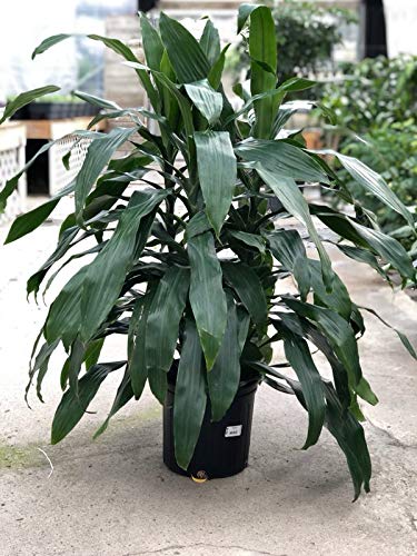 Amazon.com : Dracaena Janet Craig Bush - Live Plant in an 10 Inch Growers  Pot - Dracaena Deremensis Janet Craig - Beautiful Indoor Air Purifying  Houseplant : Patio, Lawn & Garden