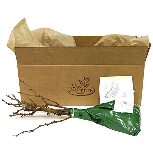 Van Zyverden Grapes Thomcord Seedless Set of 1 Plant - Thumbnail 2