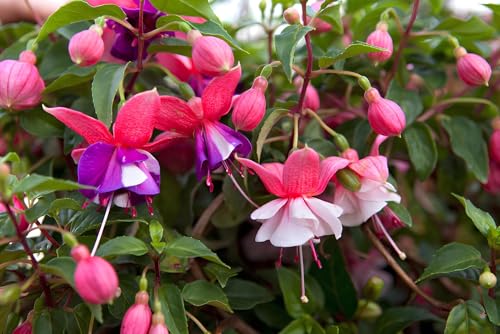 Image of BlimBurn 100+ SEEDS- Fuchsia Lantern Mix Flower Seeds Pack - All Year Growing, Easy Care, Grow in Any Climate