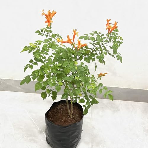 Image of Live Flame Vine Orange Trumpet Vine Creepers & Climbers Flower Plant, Orange Tecoma Flower Bignonia Pyrostegia Venusta, Live Plant With Black Plastic Pot (TECOMA FLOWER PLANT)