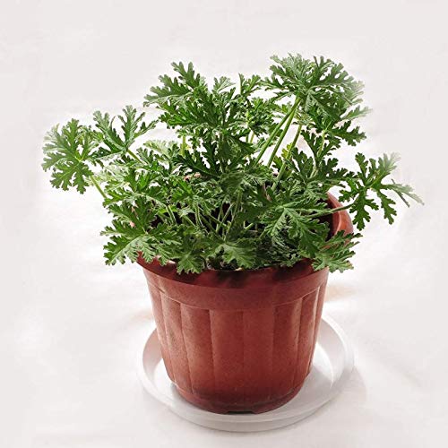100 Stks/set Muggenwerende Zaden Smaakvolle Wintergroene Volle Zon Citronella Plant Zaden Voor Huis Tuin Planten Yard… - Image 8