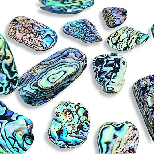 Abalone New Zealand Paua Shell, Natural Polished Tumbled Sea Shell Pieces for Inlay Decoration, Resin Art, Jewelry