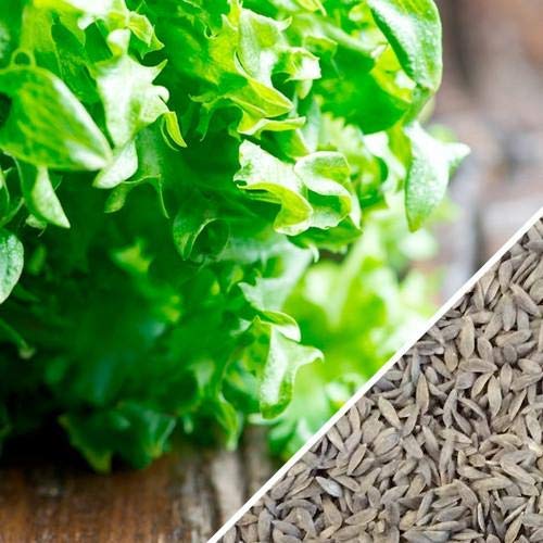 Germinazione I Semi: 100 Semi: USA Heirloom Bennings Verde Tinta Zucchino Estivo 25 200 Semi