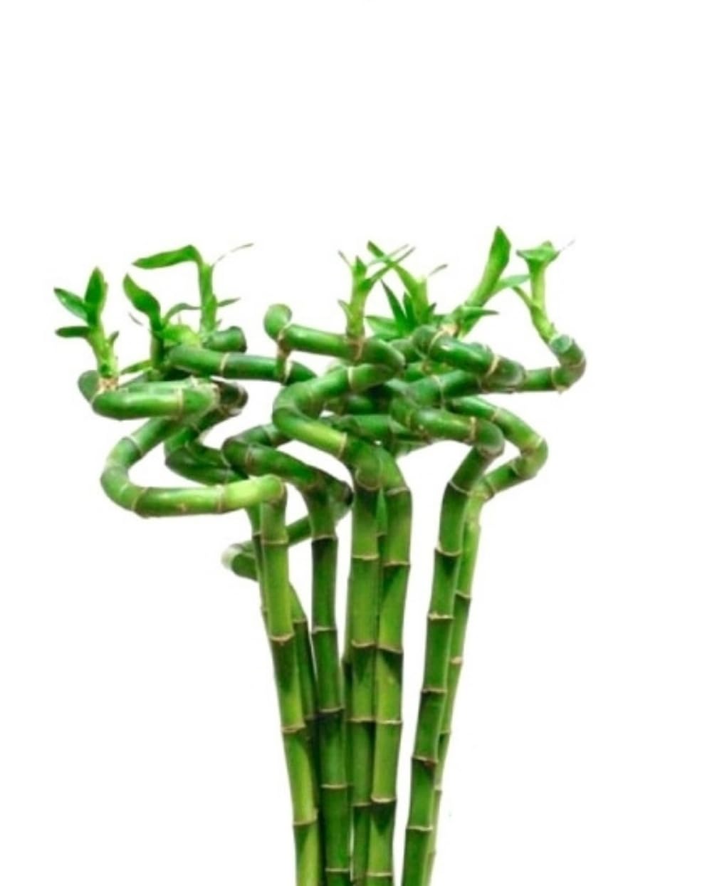 Pack de 10 plantas bambú Lucky espiral. BAMBU LUCKY ESPIRAL. Planta decorativa con tallos en espiral que simboliza la buena suerte. 60 cm. Segura Garden.