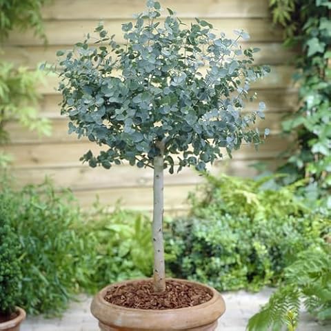 YouGarden Eucalyptus Tree 'gunnii' Standard 60-100cm Cover