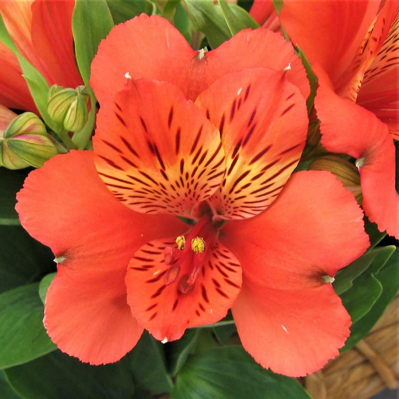 FernsFly® Imported Alstroemeria Peruvian Lily Perennial Aromatic Summer Flower Tuberou Bulbs for Home Pot Land Gardening Blooming Planting (Pack of 5 Reef Alstroemeria) (B09VC7MJ4B) Amazon Price History, Amazon Price Tracker