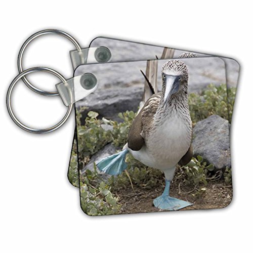 Îles Galápagos porte-clés 3drose lot de 2 pour ne plus perdre vos clés dans votre sac