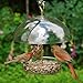 Droll Yankees Seed Saver Platform Feeder, Birdseed, Fruit, Suet, or Mealworms, 10-Inch Dome