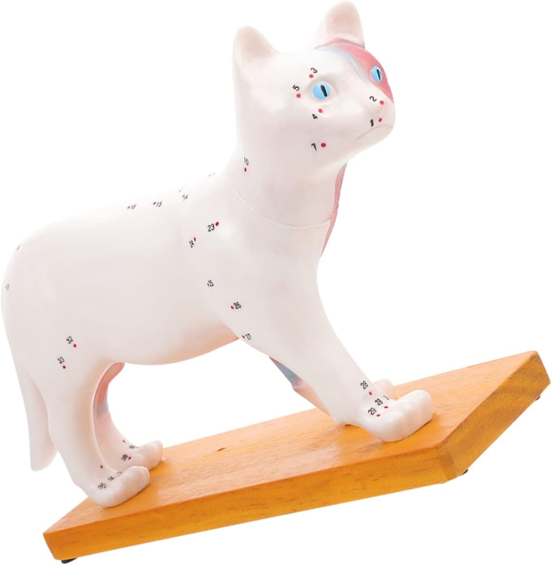 OUNONA Veterinary Cat Body Acupuncture Model Detailed Anatomical Model for Teaching Research and Learning Veterinary Education