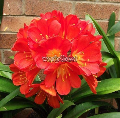 Portal Cool Semi Clivia Fiore giglio di Kaffir miniata Pz blu splendido Bonsai Rosso Wst: Giallo - Afbeelding 3
