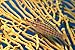Palau, Longnose Hawkfish On Yellow Sea Fan A84D Poster Print (19 x 12)