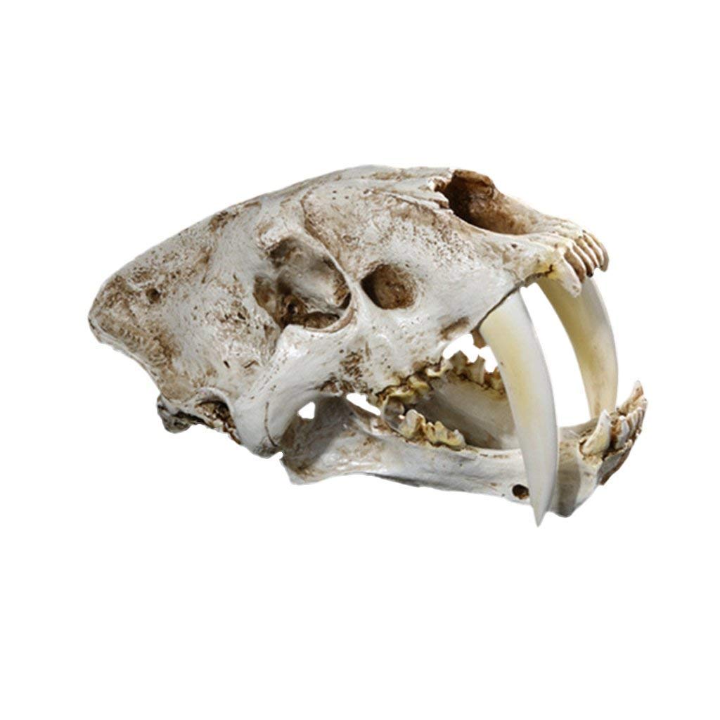 Tubayia White 1:1 Saber-Toothed Animal Skull Model Tiger Resin Skull Replica Head Figurine For Medical Use