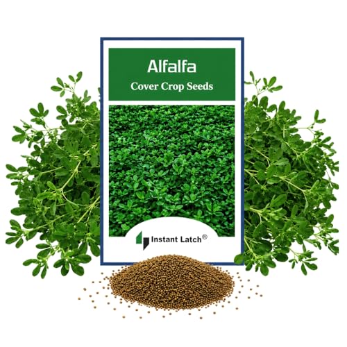 500 Alfalfa Cover Crop Seeds for Planting Non GMO Heirloom Seeds Fresh Garden Seed
