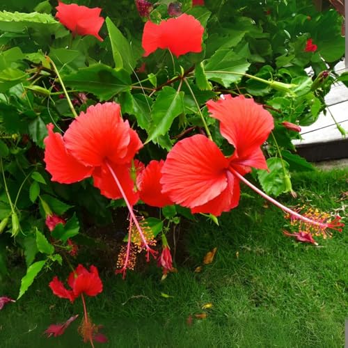 Image of Hibiscus Rosa-Sinensis Live Plant | Red Blooming Gudhal Flower Plant with Pot | Live Outdoor Flowering Plant for Home Garden Balcony