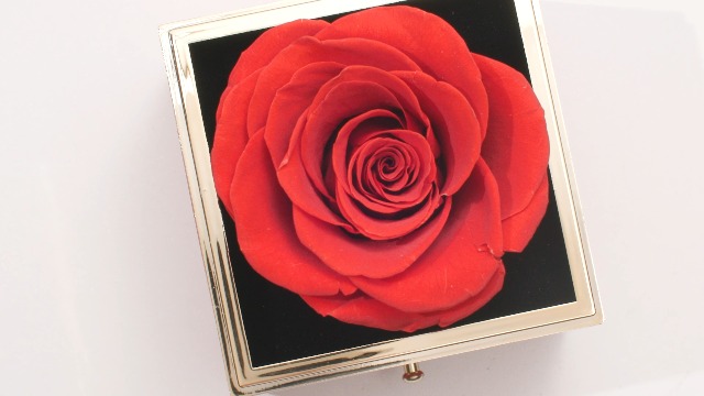 GMAOPHY Preserved Real Rose With Gift For Women, Birthday & Ideas, E