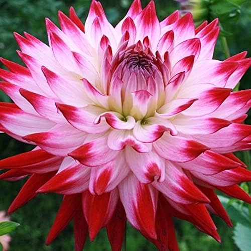 Amazon ダリア 球根 プレシャス 中大輪 1球 春植え球根 ダリアの球根 国華園 22年春商品 球根