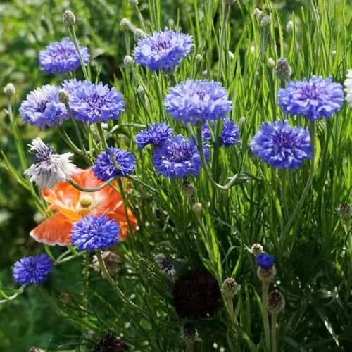 semillas de aciano de balcón resistentes semillas silvestres perennes invernadero para balcones aciano perenne resistente 55pcs