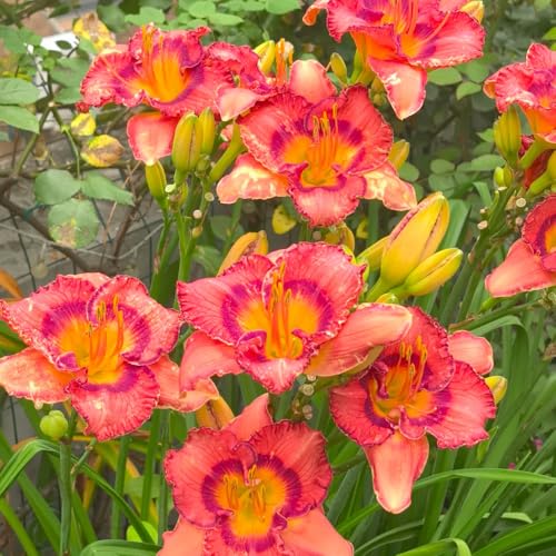 Azucenas, Hemerocallis fulva de jardín de semillas pradera Decoración orgánica balcones interior raras ornamentales lugares soleados, semillas 450semillas