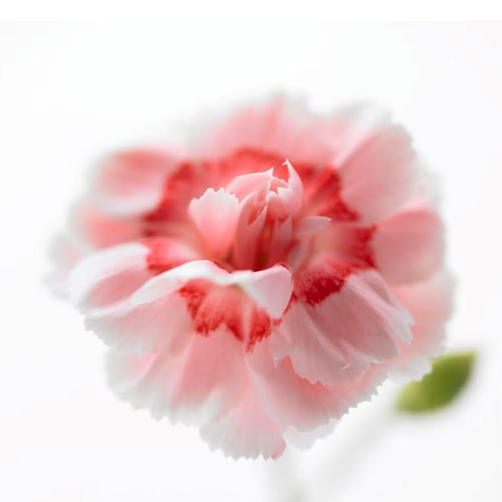 Plant Theory 9cm Pot Dianthus Doris Pink Perennial