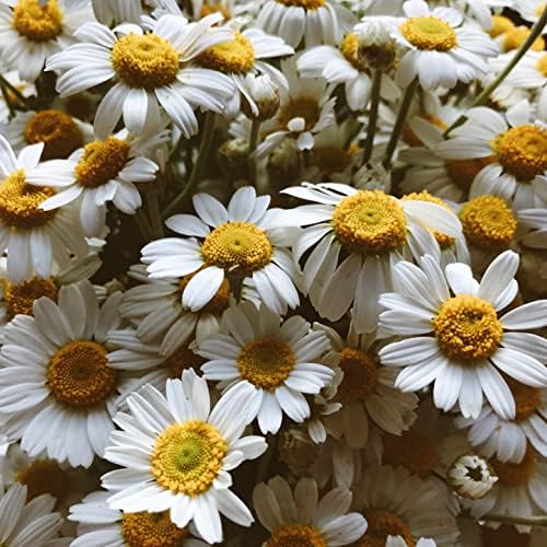 Chamomile blossoms (250g, 8.8oz), loose chamomile tea, premium quality only blossoms, chamomile tea whole blossoms, gently dried, 100% pure and natural, chamomile tea