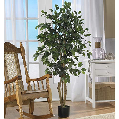 Comparativas de Ficus benjamina disponible en línea. 6 Imagen adicional