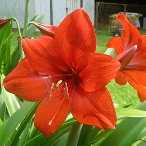 plantogallery Flower Bulbs | Spacial Winter Season Flower Bulbs (Pack of 5 Bulbs Amaryllis Multicolour),PPXBU031