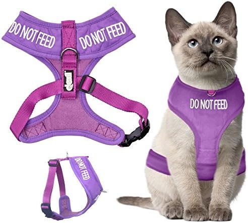 purple cat harness