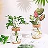 onepeng 2Pcs Propagation Vases for Plants, Well-Made Plant Terrarium, Hydroponic Glass Container Vase Jars, Plant Lover Gifts for Women, Windowsill Kitchen Desktop Decorations #3