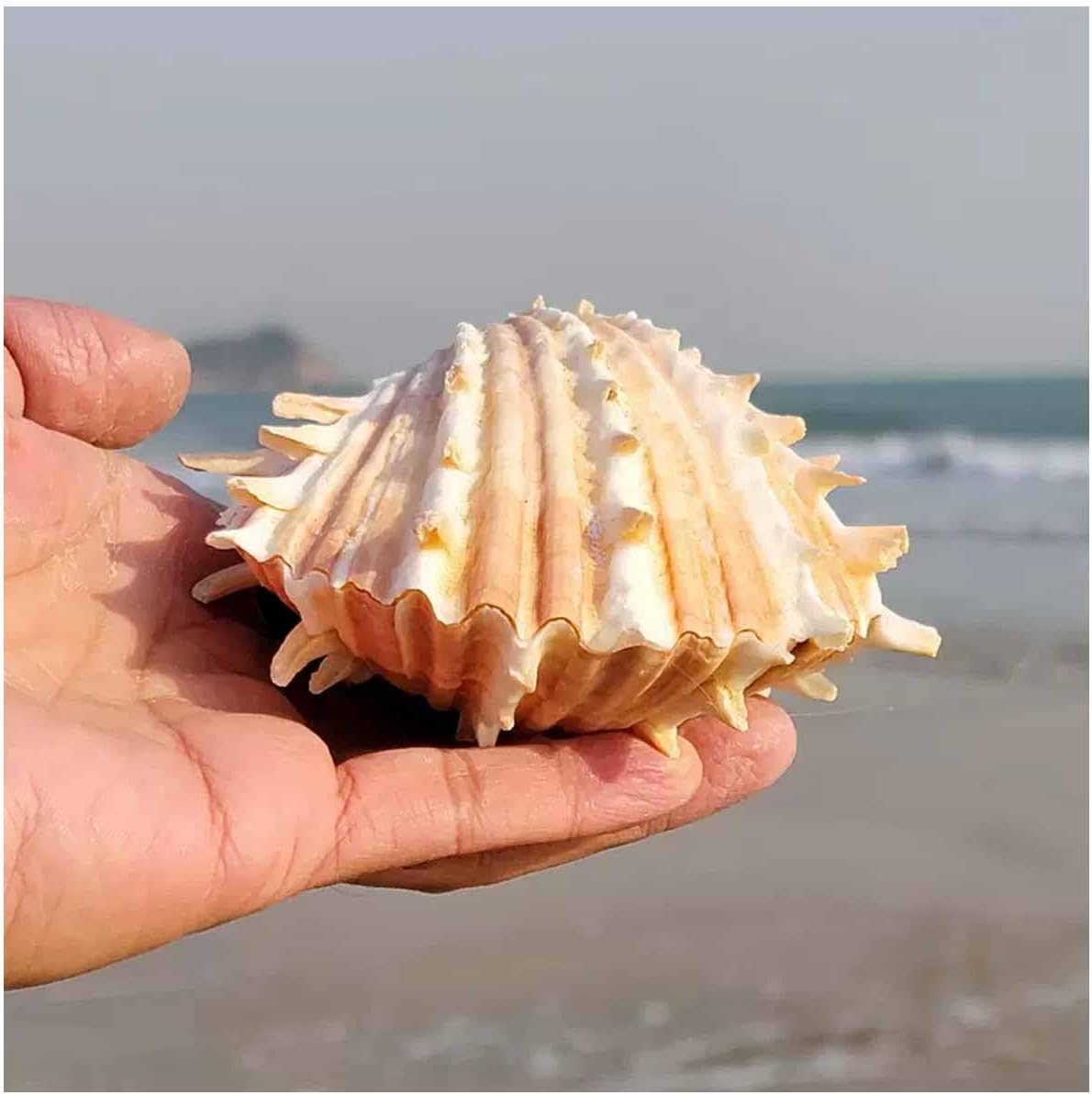 Large Natural Conch Shell,Ocean Conch, Shells Natural Large Conch Shell 10-13Cm for Home Decorations,DIY Crafts(12~13cm)