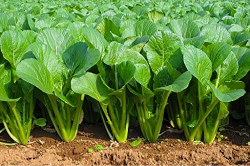 Image of Palak seeds desi (350 seeds)