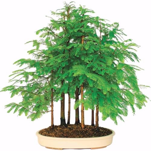 25 semi Alba Redwood Tree, Metasequoia glyptostroboides
