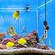 Silkwish Mini Aquarium Heizung 50w 20L 30L-50L, Klein Aquarium Heizstab mit Saugnäpfen und Temperaturaufkleber, Aquarium Heater mit konstanter Temperatur von 26℃ (Netzkabel Länge 107cm)