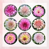 Tubérculos de dalia rosa resistentes - plantas raras - 4 piezas de bulbos de dalia de dalia comprar bulbos de flores, plantas de flores para flores de jardín resistentes al exterior, comprar tubé