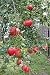 (1 gallon) "Salavatski" also known as "Russian-Turk" Pomegranate Tree - Very Large Fruit with Red Arils and Sweet/Tart Juice. Extremely Cold Hardy. Easy To Grow