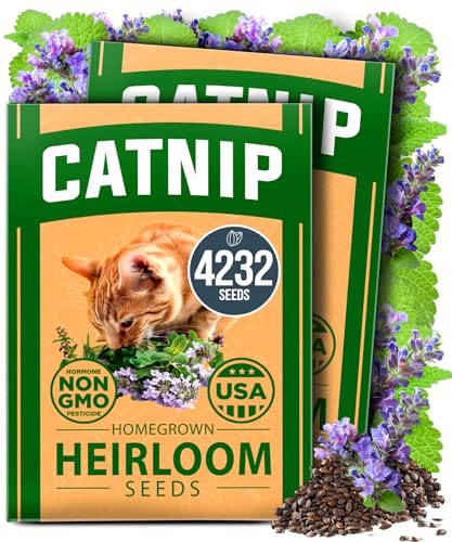 HOME GROWN Catnip Seeds (2 Pack) Heirloom Herb 4232 Seeds - Indoor or Outdoor Seed - High-Germination Cat Nip - Cat Safe Plants (Nepeta cataria)