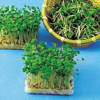 Amazon.co.jp: 〈小袋〉スプラウト種【 ロケットサラダ（ルッコラ）】中原採取場 : DIY・工具・ガーデン