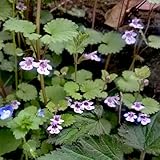 semillas de hiedra terrestre orgánicas perennes Glechoma hederacea de otoño resistentes, silvestres balcón jardín 130pcs