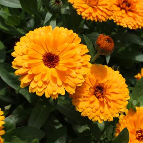 Le Calendula