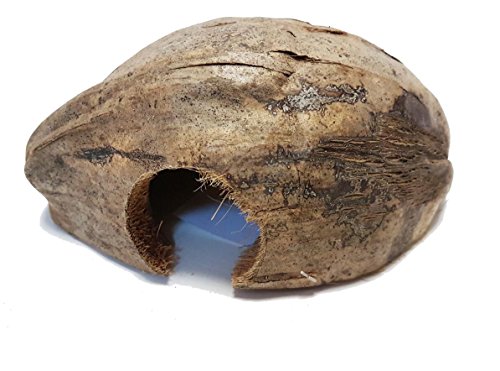 Reptiles Planet Coco CASA