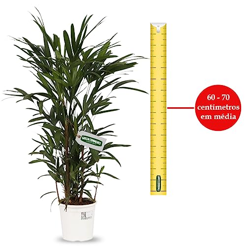 Muda de Palmeira Ráfia - Raphis Ideal Para Apartamentos